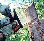 Best Hazardous Tree Removal  in Lehighton, PA
