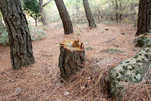 Best Tree Preservation Services  in Lehighton, PA