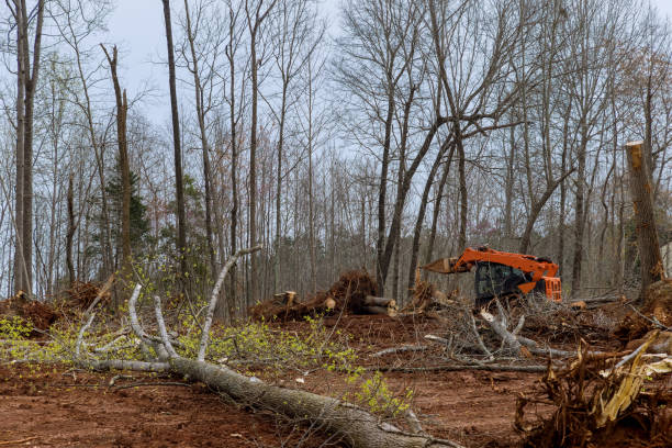 How Our Tree Care Process Works  in  Lehighton, PA