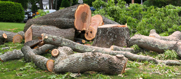 Best Lawn Disease Treatment  in Lehighton, PA