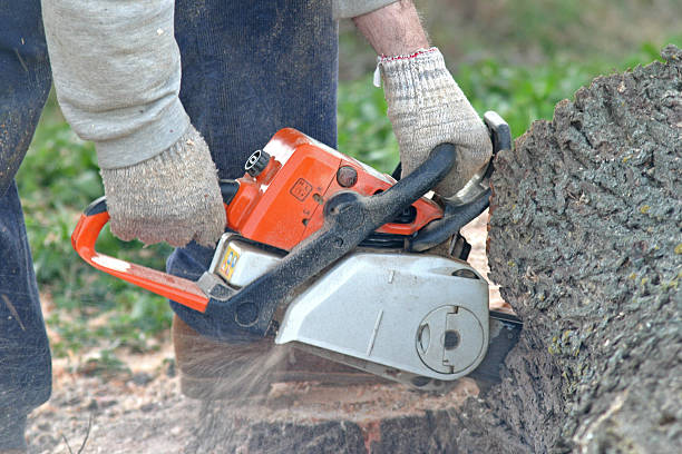 Best Storm Damage Tree Cleanup  in Lehighton, PA