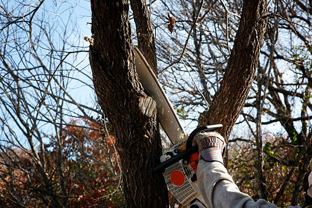Best Palm Tree Trimming  in Lehighton, PA