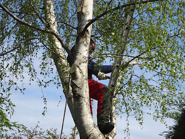 Best Pest Control for Lawns  in Lehighton, PA