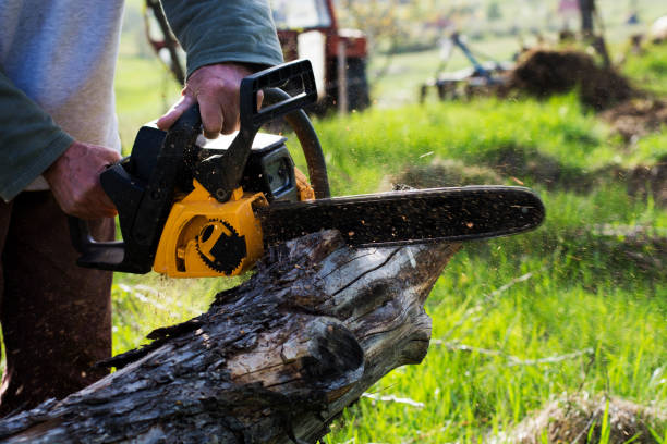 Best Tree and Shrub Care  in Lehighton, PA